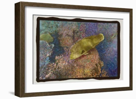 Coral Reef 2-Theo Westenberger-Framed Photographic Print