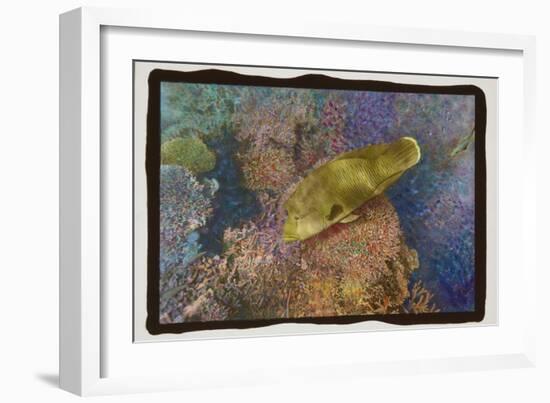 Coral Reef 2-Theo Westenberger-Framed Photographic Print