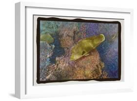 Coral Reef 2-Theo Westenberger-Framed Photographic Print