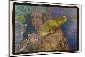 Coral Reef 2-Theo Westenberger-Mounted Photographic Print