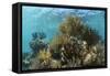 Coral Reef, Ambergris Caye, Belize-Pete Oxford-Framed Stretched Canvas