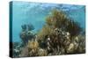 Coral Reef, Ambergris Caye, Belize-Pete Oxford-Stretched Canvas