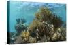 Coral Reef, Ambergris Caye, Belize-Pete Oxford-Stretched Canvas