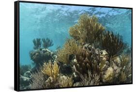 Coral Reef, Ambergris Caye, Belize-Pete Oxford-Framed Stretched Canvas