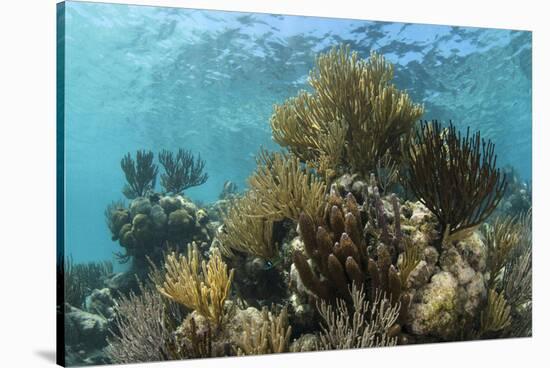 Coral Reef, Ambergris Caye, Belize-Pete Oxford-Stretched Canvas