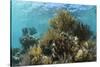 Coral Reef, Ambergris Caye, Belize-Pete Oxford-Stretched Canvas