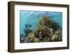 Coral Reef, Ambergris Caye, Belize-Pete Oxford-Framed Photographic Print