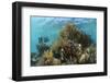 Coral Reef, Ambergris Caye, Belize-Pete Oxford-Framed Photographic Print