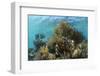 Coral Reef, Ambergris Caye, Belize-Pete Oxford-Framed Photographic Print