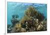 Coral Reef, Ambergris Caye, Belize-Pete Oxford-Framed Photographic Print