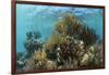 Coral Reef, Ambergris Caye, Belize-Pete Oxford-Framed Photographic Print