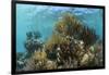 Coral Reef, Ambergris Caye, Belize-Pete Oxford-Framed Photographic Print