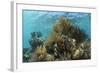 Coral Reef, Ambergris Caye, Belize-Pete Oxford-Framed Photographic Print