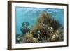 Coral Reef, Ambergris Caye, Belize-Pete Oxford-Framed Photographic Print