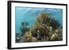 Coral Reef, Ambergris Caye, Belize-Pete Oxford-Framed Photographic Print