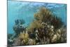 Coral Reef, Ambergris Caye, Belize-Pete Oxford-Mounted Photographic Print