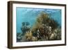 Coral Reef, Ambergris Caye, Belize-Pete Oxford-Framed Photographic Print