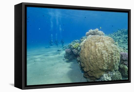 Coral Reef and Three Scuba Divers, Naama Bay, Sharm El-Sheikh, Red Sea, Egypt, North Africa, Africa-Mark Doherty-Framed Stretched Canvas