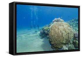 Coral Reef and Three Scuba Divers, Naama Bay, Sharm El-Sheikh, Red Sea, Egypt, North Africa, Africa-Mark Doherty-Framed Stretched Canvas