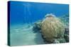 Coral Reef and Three Scuba Divers, Naama Bay, Sharm El-Sheikh, Red Sea, Egypt, North Africa, Africa-Mark Doherty-Stretched Canvas