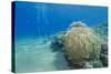 Coral Reef and Three Scuba Divers, Naama Bay, Sharm El-Sheikh, Red Sea, Egypt, North Africa, Africa-Mark Doherty-Stretched Canvas