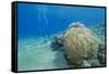 Coral Reef and Three Scuba Divers, Naama Bay, Sharm El-Sheikh, Red Sea, Egypt, North Africa, Africa-Mark Doherty-Framed Stretched Canvas