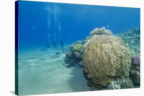 Coral Reef and Three Scuba Divers, Naama Bay, Sharm El-Sheikh, Red Sea, Egypt, North Africa, Africa-Mark Doherty-Stretched Canvas