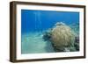 Coral Reef and Three Scuba Divers, Naama Bay, Sharm El-Sheikh, Red Sea, Egypt, North Africa, Africa-Mark Doherty-Framed Photographic Print