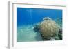 Coral Reef and Three Scuba Divers, Naama Bay, Sharm El-Sheikh, Red Sea, Egypt, North Africa, Africa-Mark Doherty-Framed Photographic Print