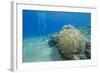 Coral Reef and Three Scuba Divers, Naama Bay, Sharm El-Sheikh, Red Sea, Egypt, North Africa, Africa-Mark Doherty-Framed Photographic Print