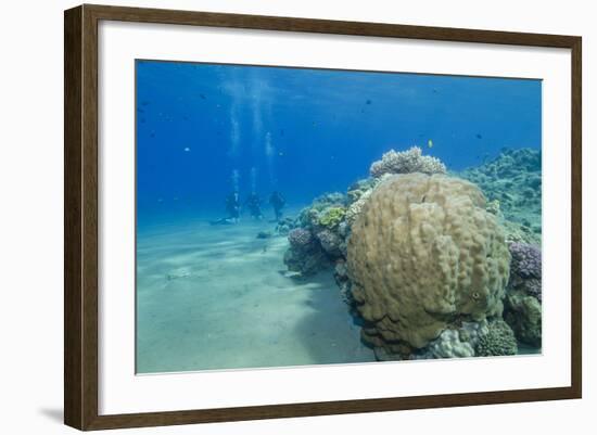 Coral Reef and Three Scuba Divers, Naama Bay, Sharm El-Sheikh, Red Sea, Egypt, North Africa, Africa-Mark Doherty-Framed Photographic Print