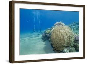 Coral Reef and Three Scuba Divers, Naama Bay, Sharm El-Sheikh, Red Sea, Egypt, North Africa, Africa-Mark Doherty-Framed Photographic Print