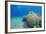 Coral Reef and Three Scuba Divers, Naama Bay, Sharm El-Sheikh, Red Sea, Egypt, North Africa, Africa-Mark Doherty-Framed Photographic Print