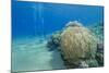 Coral Reef and Three Scuba Divers, Naama Bay, Sharm El-Sheikh, Red Sea, Egypt, North Africa, Africa-Mark Doherty-Mounted Photographic Print