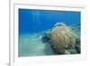 Coral Reef and Three Scuba Divers, Naama Bay, Sharm El-Sheikh, Red Sea, Egypt, North Africa, Africa-Mark Doherty-Framed Photographic Print