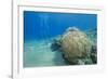 Coral Reef and Three Scuba Divers, Naama Bay, Sharm El-Sheikh, Red Sea, Egypt, North Africa, Africa-Mark Doherty-Framed Photographic Print