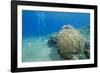 Coral Reef and Three Scuba Divers, Naama Bay, Sharm El-Sheikh, Red Sea, Egypt, North Africa, Africa-Mark Doherty-Framed Photographic Print