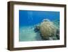 Coral Reef and Three Scuba Divers, Naama Bay, Sharm El-Sheikh, Red Sea, Egypt, North Africa, Africa-Mark Doherty-Framed Photographic Print