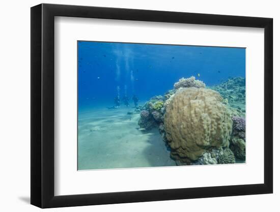 Coral Reef and Three Scuba Divers, Naama Bay, Sharm El-Sheikh, Red Sea, Egypt, North Africa, Africa-Mark Doherty-Framed Photographic Print