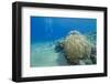 Coral Reef and Three Scuba Divers, Naama Bay, Sharm El-Sheikh, Red Sea, Egypt, North Africa, Africa-Mark Doherty-Framed Photographic Print