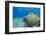 Coral Reef and Three Scuba Divers, Naama Bay, Sharm El-Sheikh, Red Sea, Egypt, North Africa, Africa-Mark Doherty-Framed Photographic Print