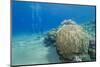 Coral Reef and Three Scuba Divers, Naama Bay, Sharm El-Sheikh, Red Sea, Egypt, North Africa, Africa-Mark Doherty-Mounted Photographic Print