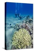 Coral Reef and Three Scuba Divers, Naama Bay, Sharm El-Shiekh, Red Sea, Egypt, North Africa, Africa-Mark Doherty-Stretched Canvas