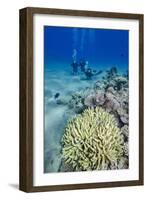 Coral Reef and Three Scuba Divers, Naama Bay, Sharm El-Shiekh, Red Sea, Egypt, North Africa, Africa-Mark Doherty-Framed Photographic Print