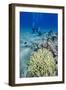 Coral Reef and Three Scuba Divers, Naama Bay, Sharm El-Shiekh, Red Sea, Egypt, North Africa, Africa-Mark Doherty-Framed Photographic Print