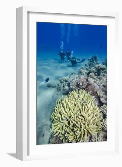 Coral Reef and Three Scuba Divers, Naama Bay, Sharm El-Shiekh, Red Sea, Egypt, North Africa, Africa-Mark Doherty-Framed Photographic Print