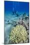 Coral Reef and Three Scuba Divers, Naama Bay, Sharm El-Shiekh, Red Sea, Egypt, North Africa, Africa-Mark Doherty-Mounted Photographic Print