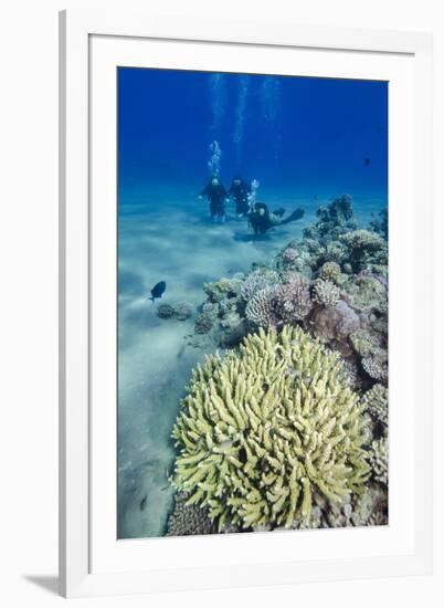 Coral Reef and Three Scuba Divers, Naama Bay, Sharm El-Shiekh, Red Sea, Egypt, North Africa, Africa-Mark Doherty-Framed Photographic Print