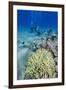 Coral Reef and Three Scuba Divers, Naama Bay, Sharm El-Shiekh, Red Sea, Egypt, North Africa, Africa-Mark Doherty-Framed Photographic Print