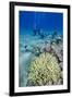 Coral Reef and Three Scuba Divers, Naama Bay, Sharm El-Shiekh, Red Sea, Egypt, North Africa, Africa-Mark Doherty-Framed Photographic Print